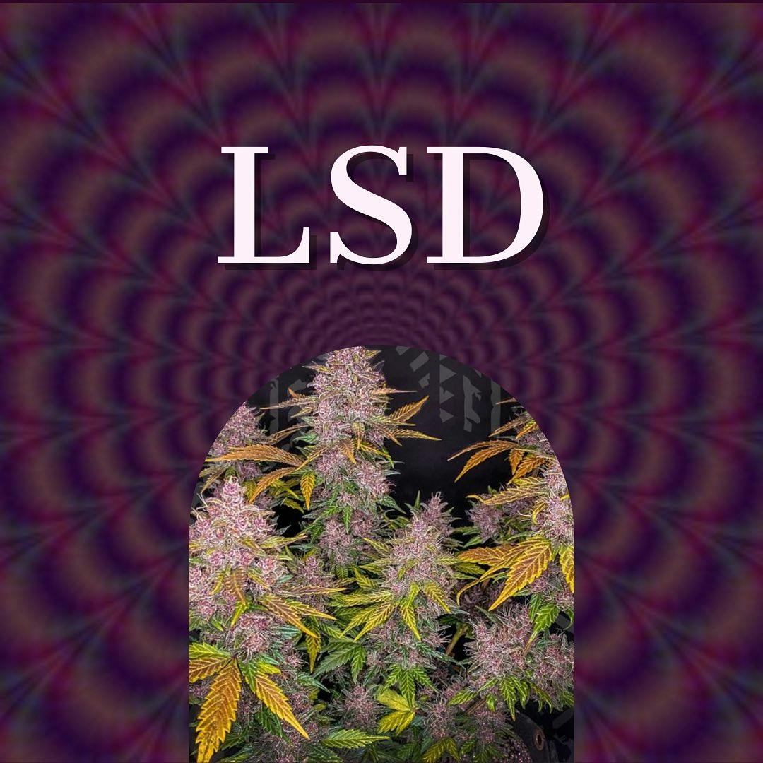 napis "LSD", a pod nim zdjęcie roślinności